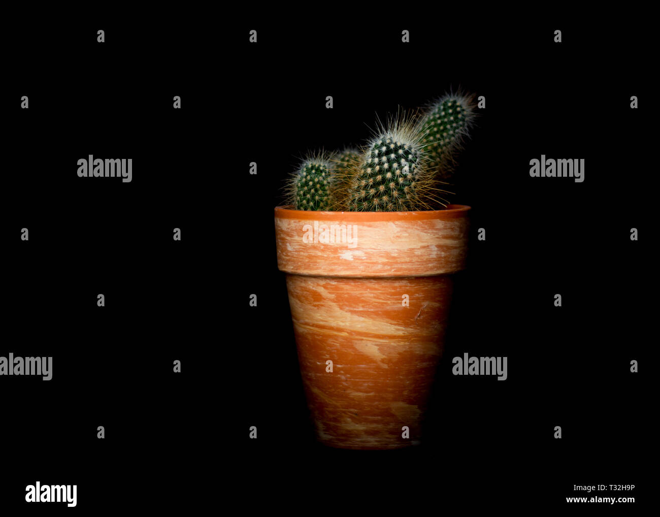 Cactus in a plant pot against a dark black background with only the plant in the light. Stock Photo