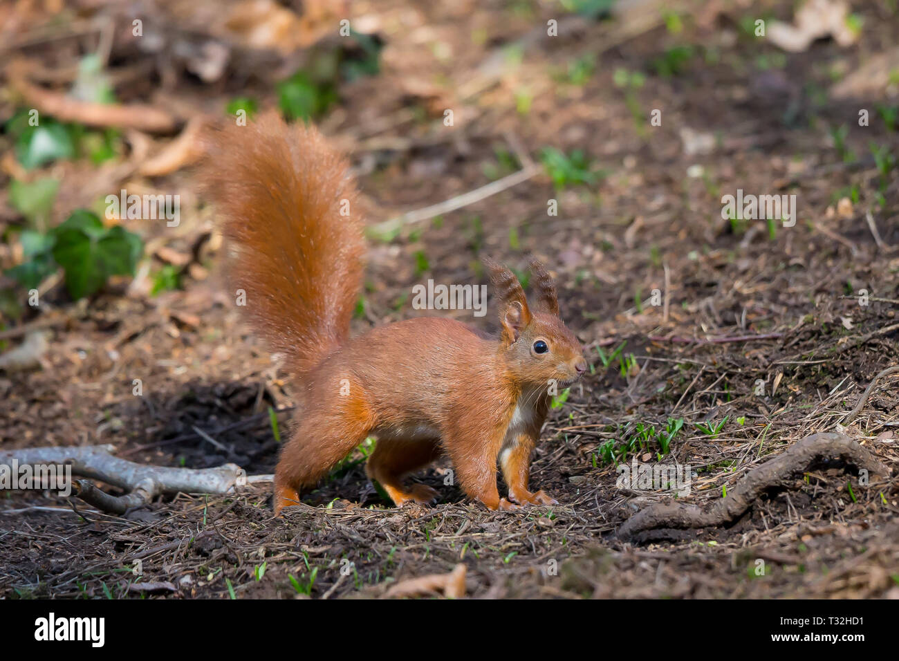 Kæreste Bourgogne Stavning Side view close up of wild UK red squirrel animal (Sciurus vulgaris)  isolated on ground, on all fours, in natural forest woodland light Stock  Photo - Alamy