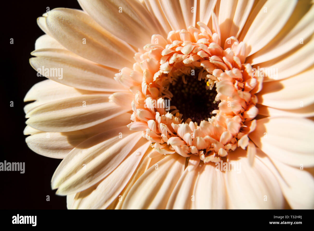 Peach coloured Gerbera - African Daisy in closeup Stock Photo