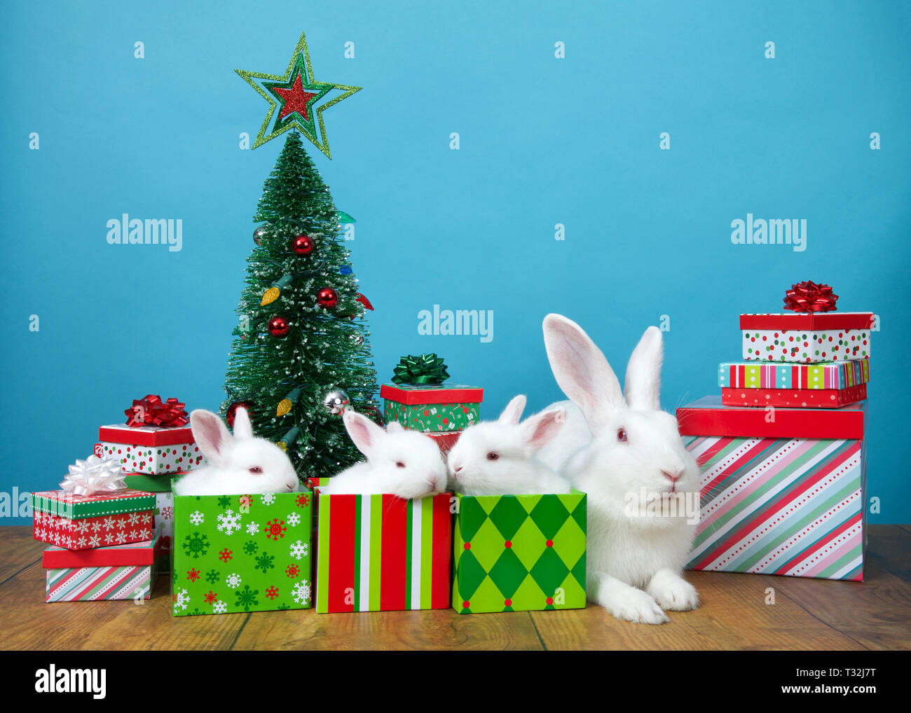 Mother albino bunny rabbit and babies in Christmas present boxes surrounded by more presents and a tiny tree with ornaments, colorful festive lights.  Stock Photo