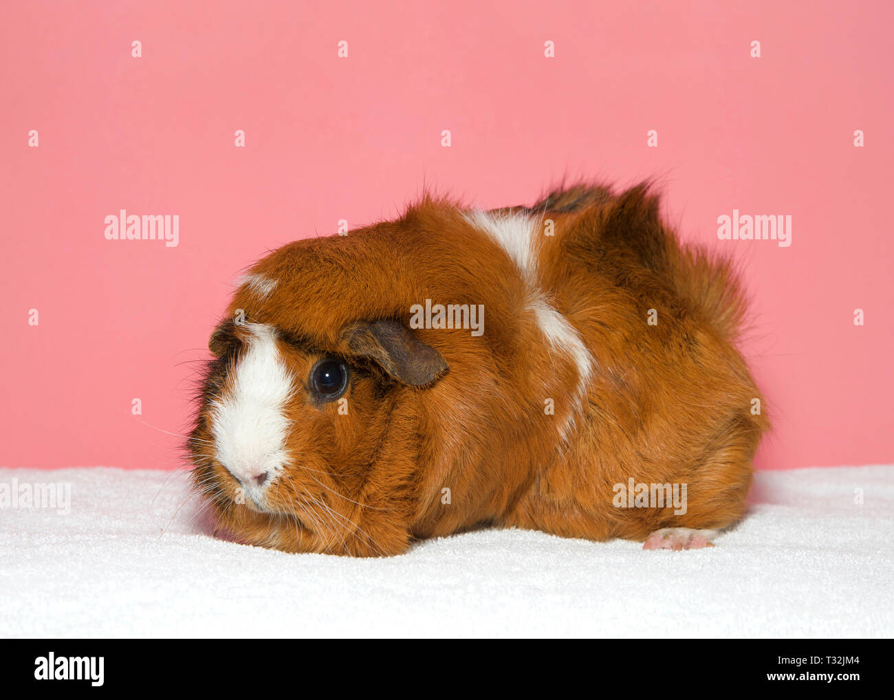 Guinea Pig Face Black Stock Photos Guinea Pig Face Black Stock