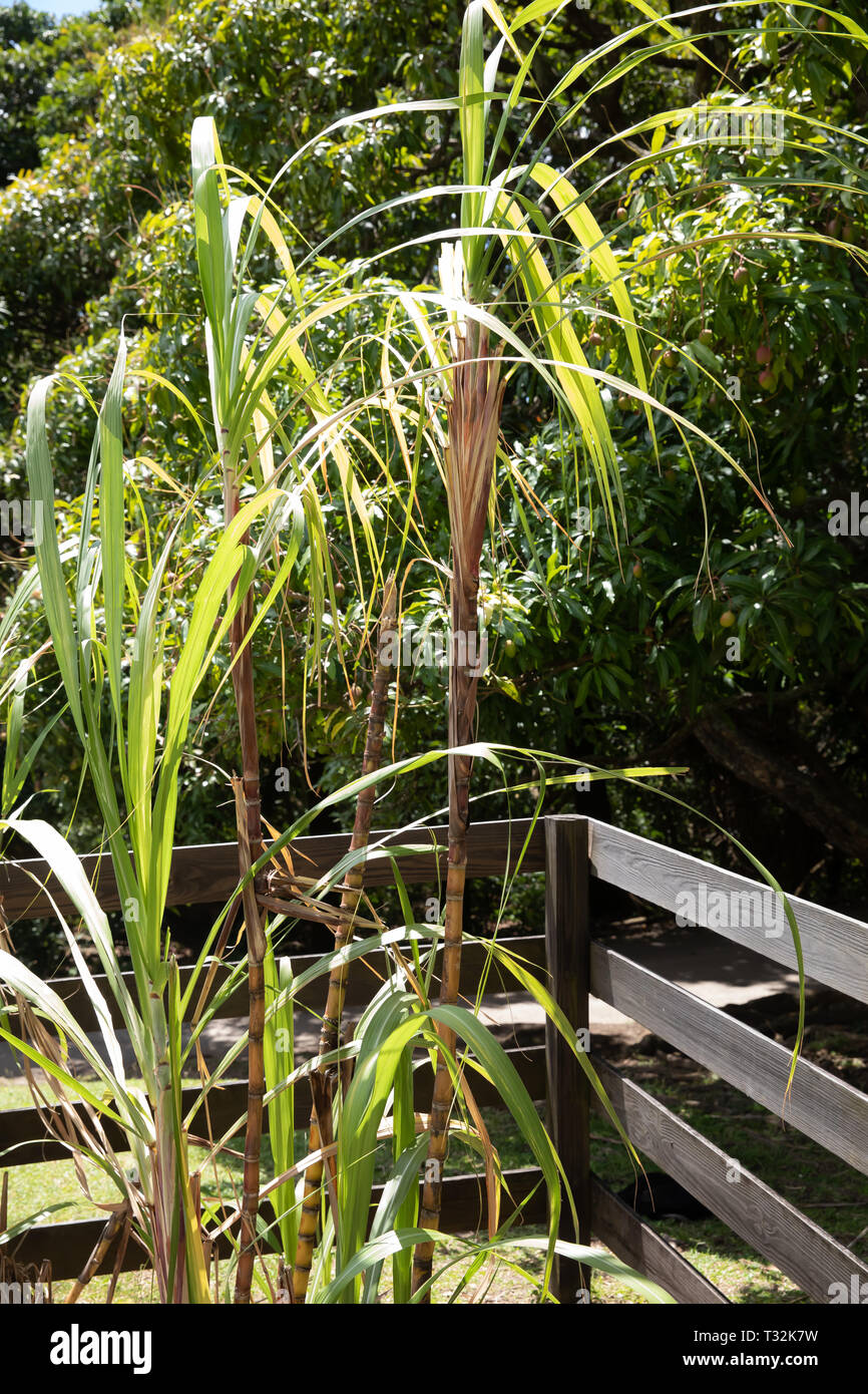 Sugar Cane in St Kitts, a Caribbean Island Stock Photo Alamy
