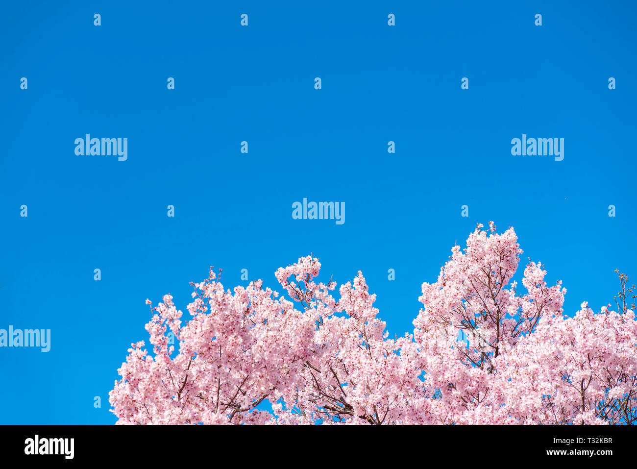 Gyo En Hi Res Stock Photography And Images Alamy