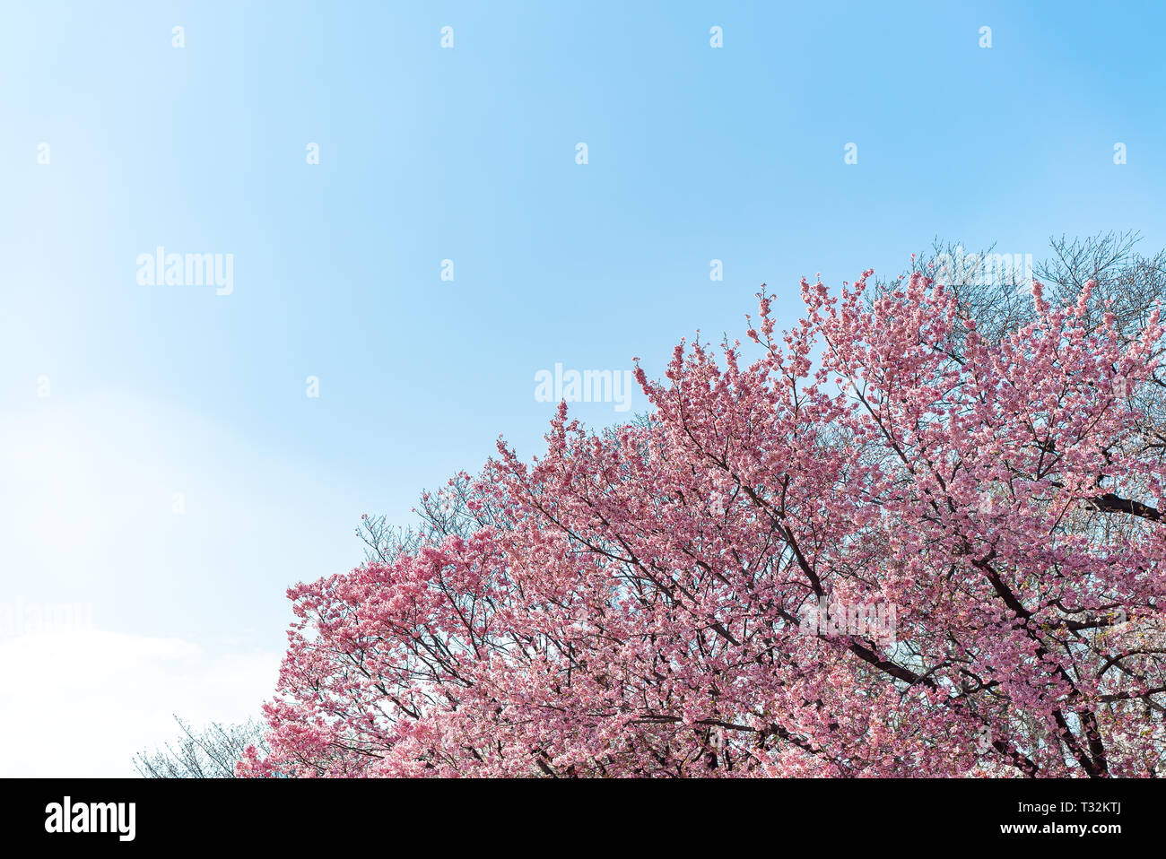 Gyo En Hi Res Stock Photography And Images Alamy