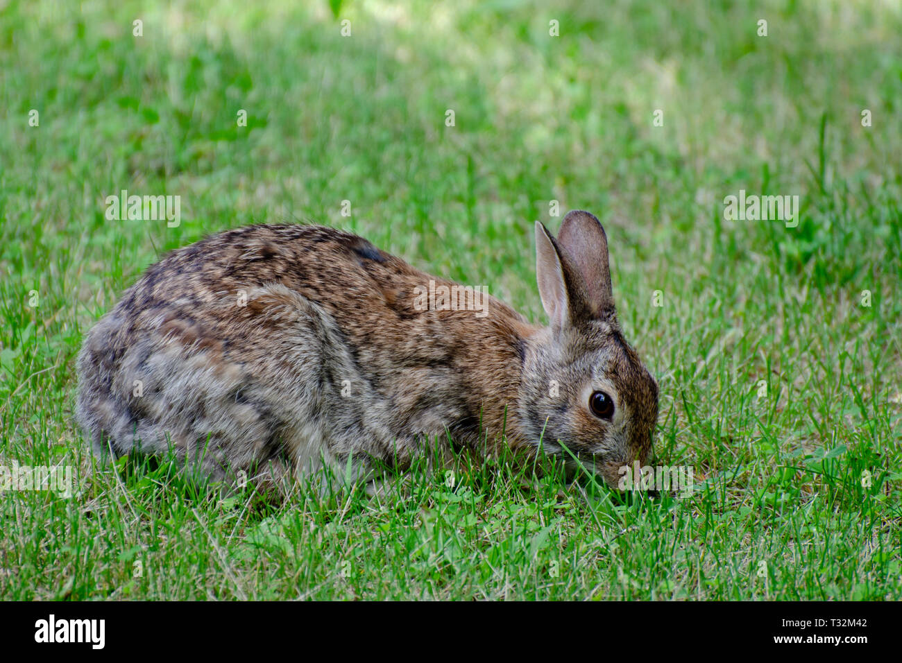 Rabbit foraging in the grass Stock Photo