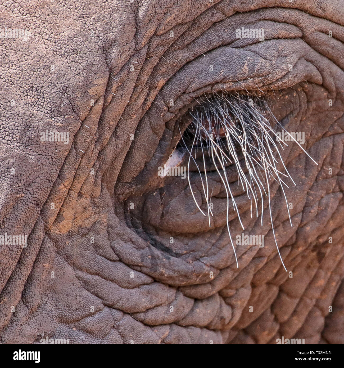 An Elephant's eye Stock Photo Alamy