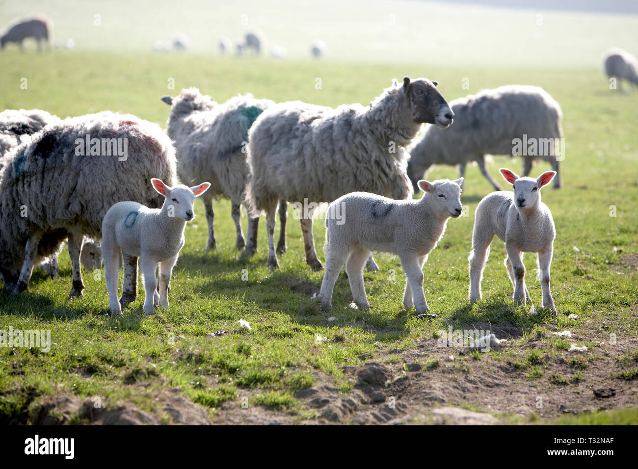 Lambs in field with sheep Stock Photo