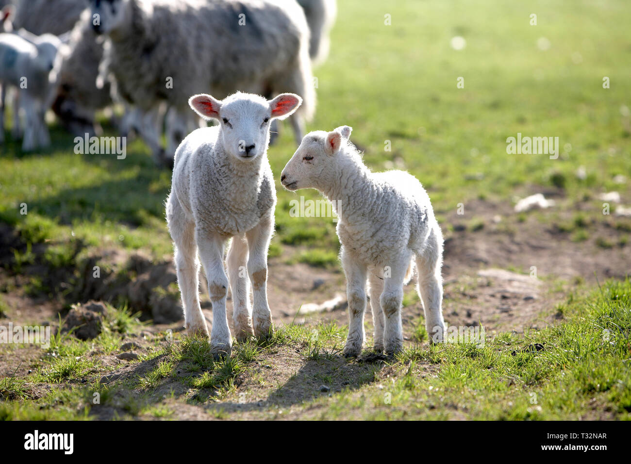 Lambs with mother in Yorkshire Dales, Englend Stock Photo