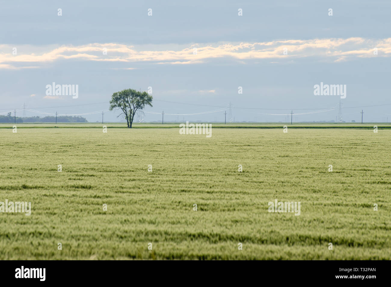 Lone tree standing in a farm filed in Manitoba Stock Photo