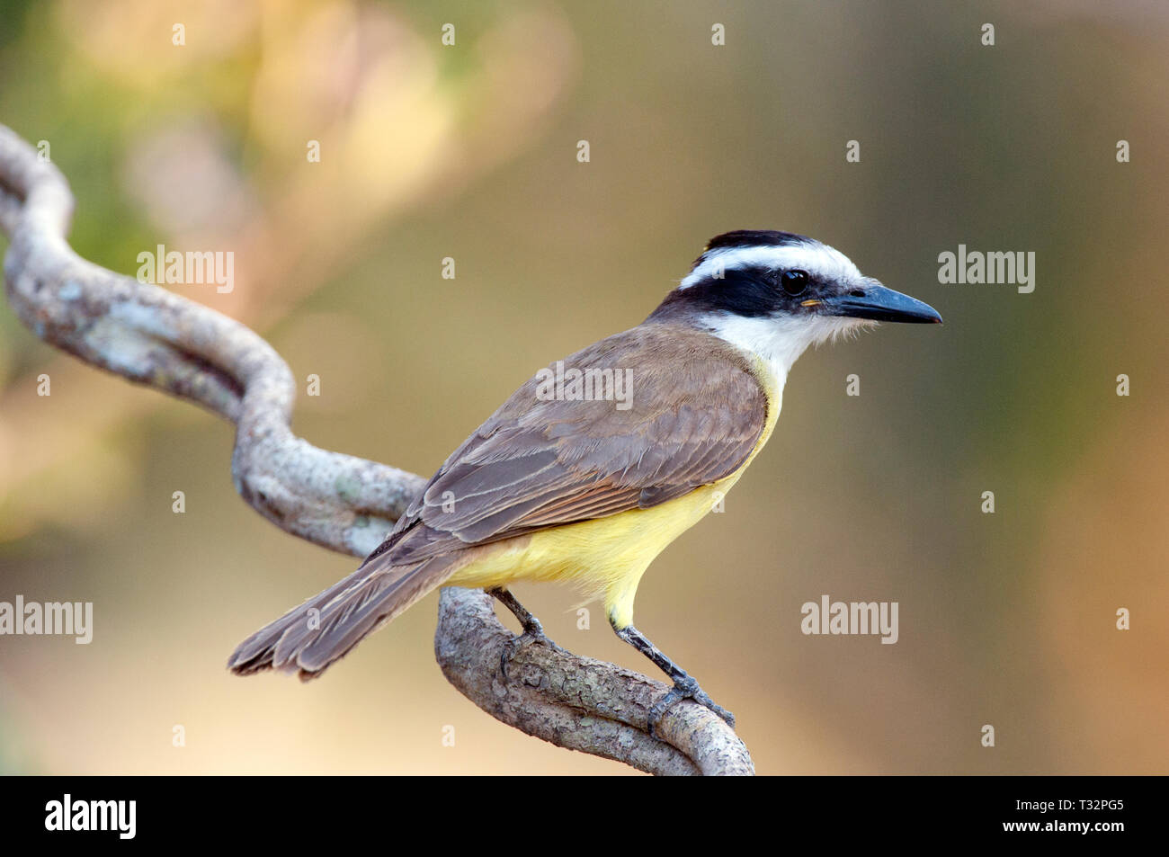 Birds of brazil hi-res stock photography and images - Alamy