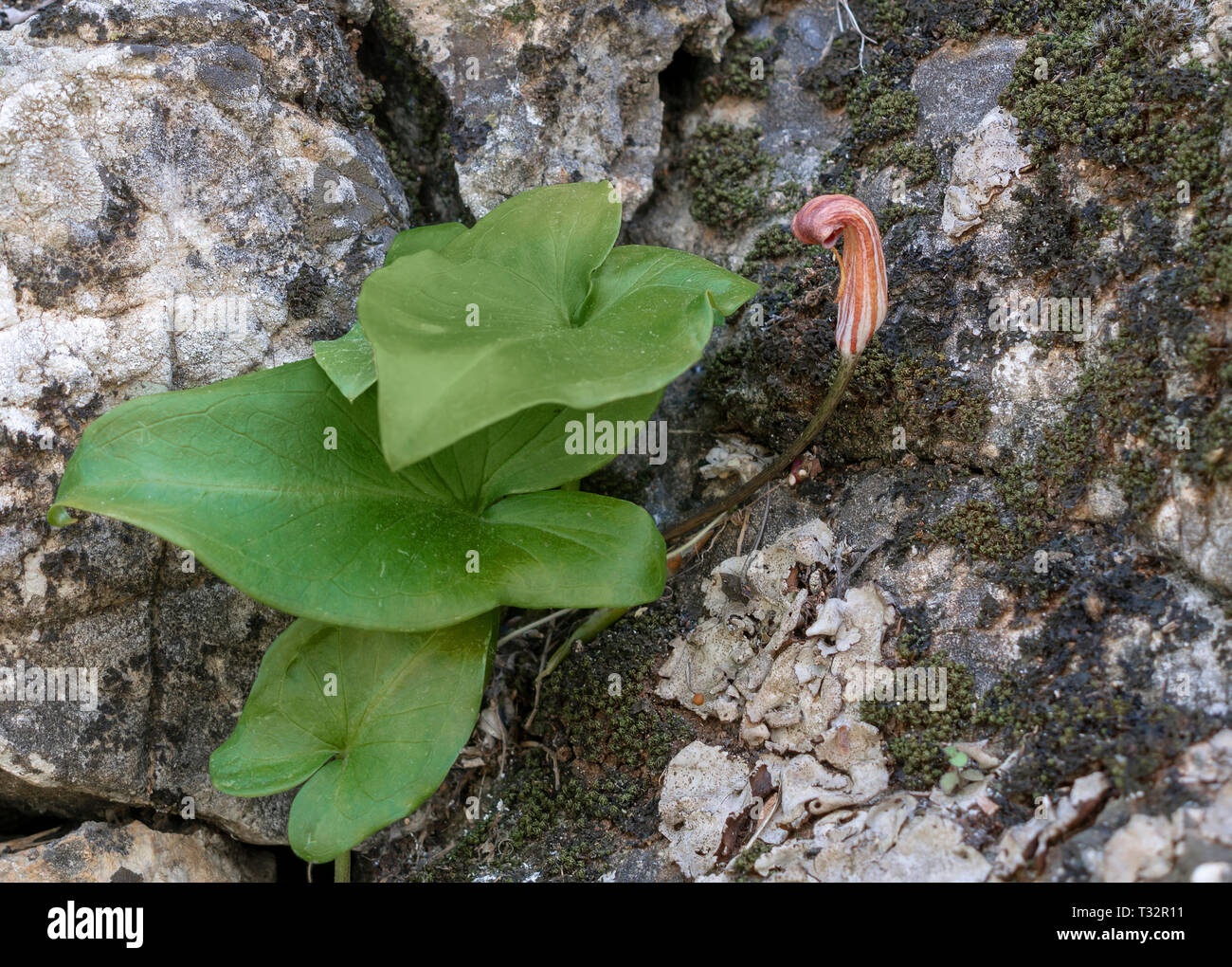 Arisarum vulgare aka friar's cowl or larus. Geophyte plant. Stock Photo