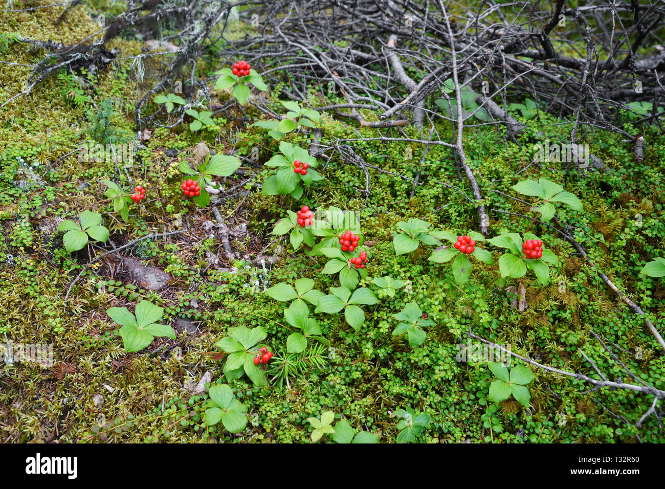 Canadian dogwood (Cornus Canadensis) growing on the boreal forest floor, Province of Quebec, Canada. Stock Photo
