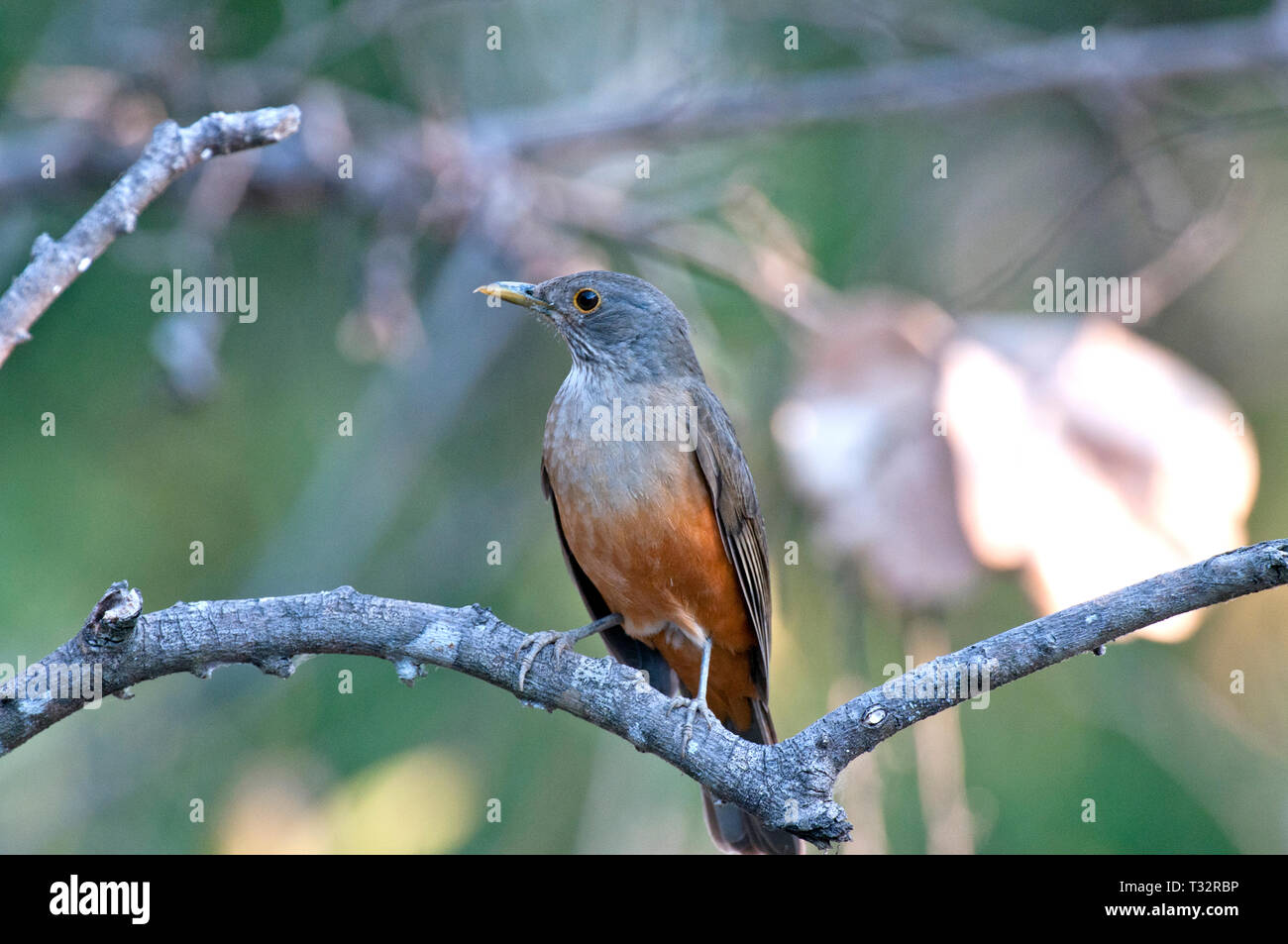 Rufous-bellied thrush (Turdus rufiventris) in The Pantanal in Brazil Stock Photo