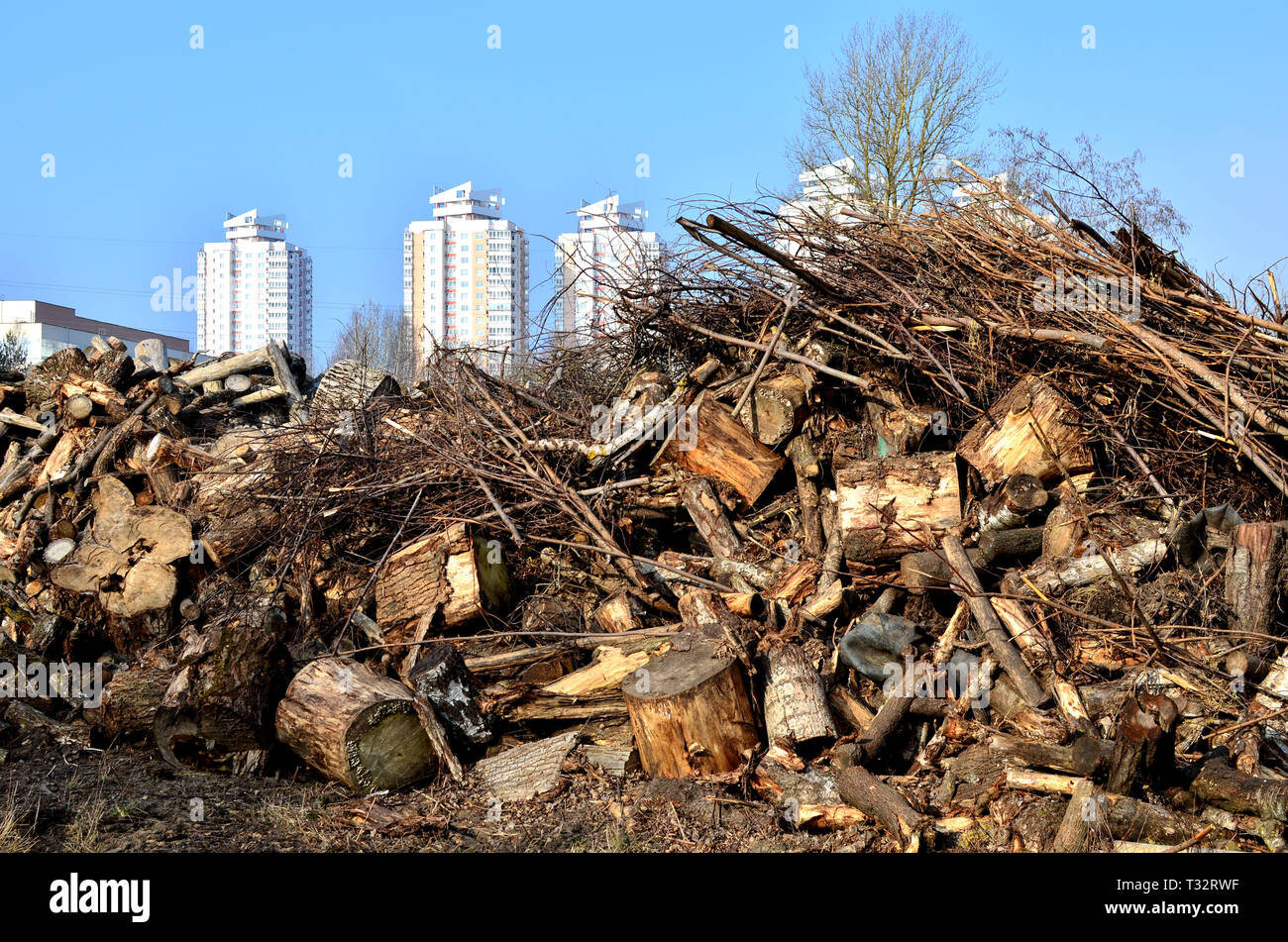 A huge dump of wooden stumps from felled trees on the background of
