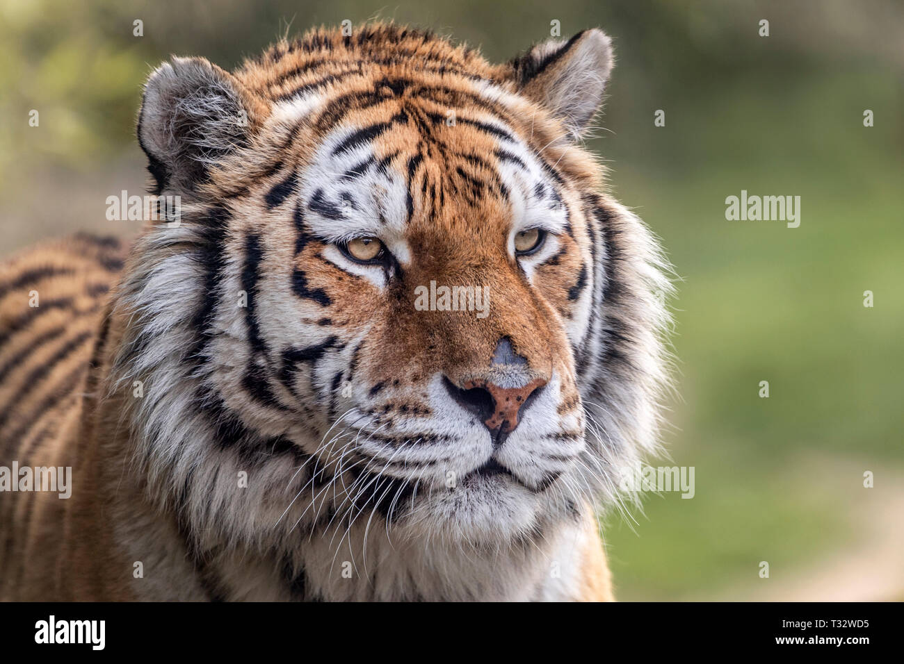 Female Amur tiger (face) Stock Photo