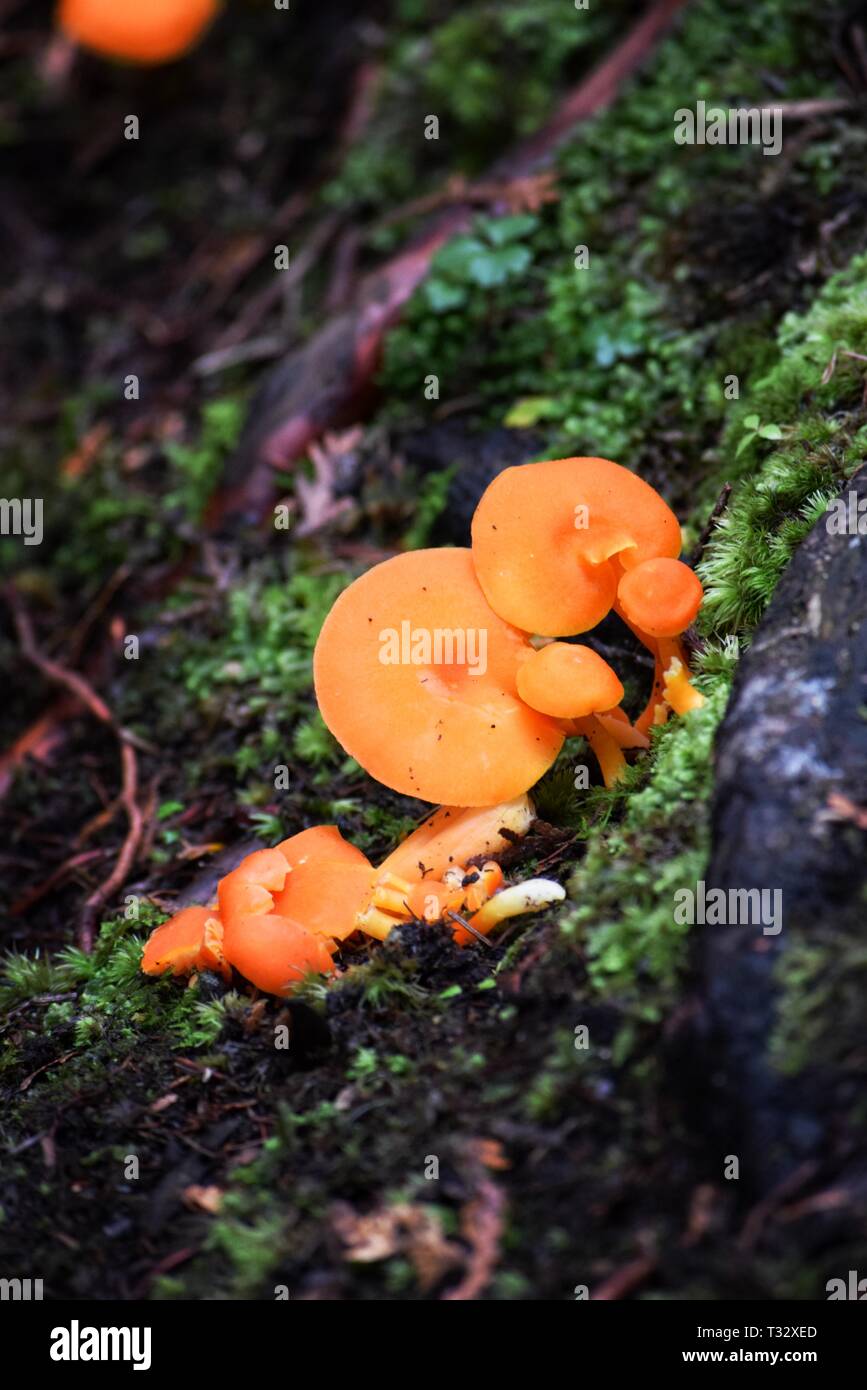 Orange mushrooms in the forest Stock Photo - Alamy