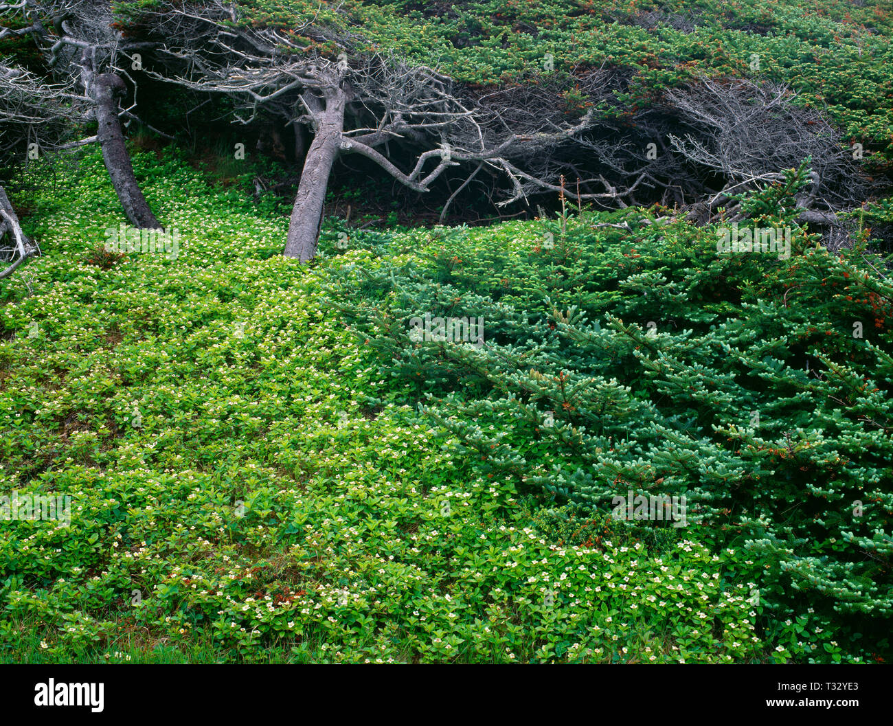 Canada, Newfoundland, Gros Morne National Park, Canadian dogwood in bloom and wind twisted balsam fir; near Green Point. Stock Photo