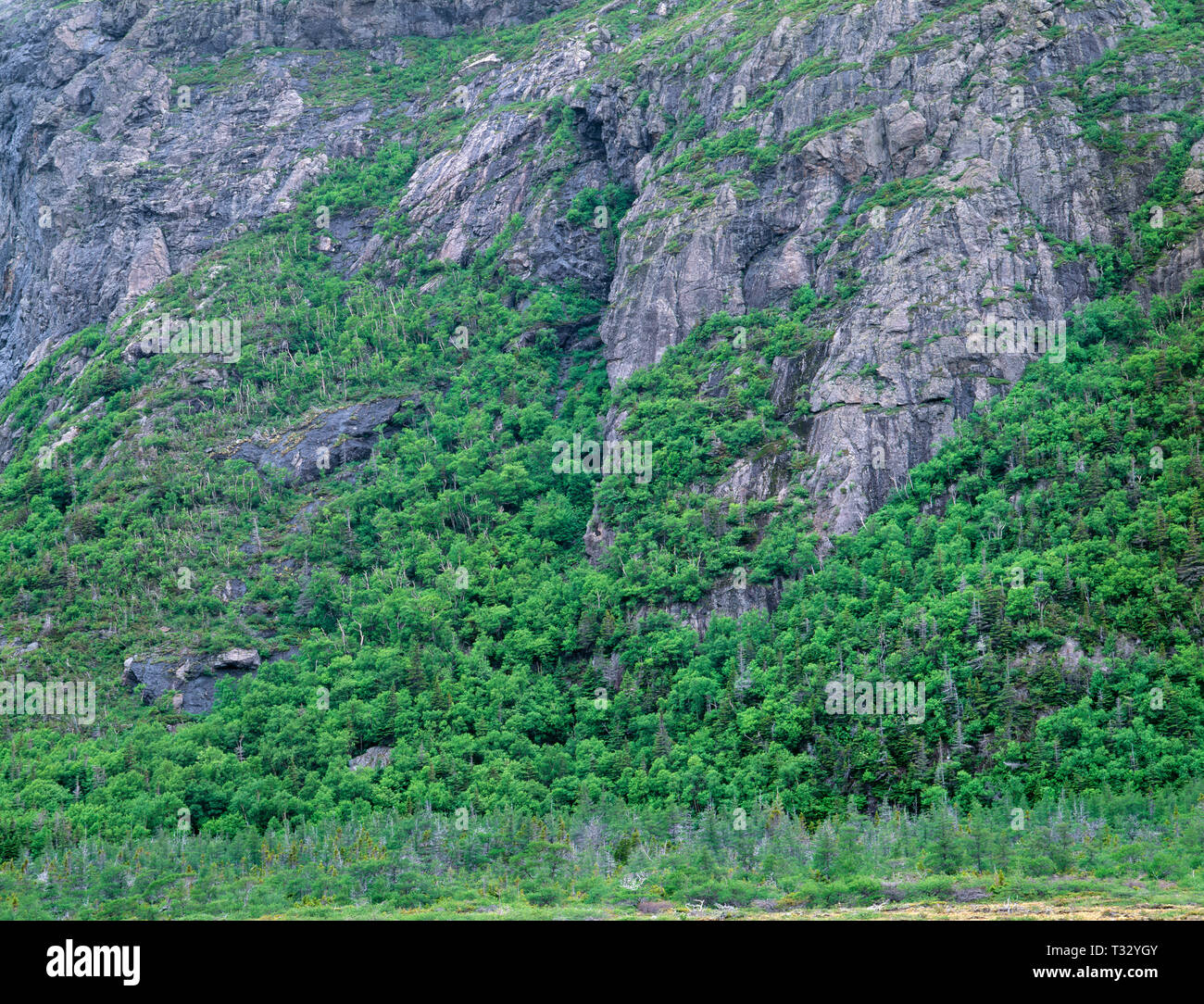 Canada, Newfoundland, Gros Morne National Park, Mixed conifer and hardwood trees grow on steep