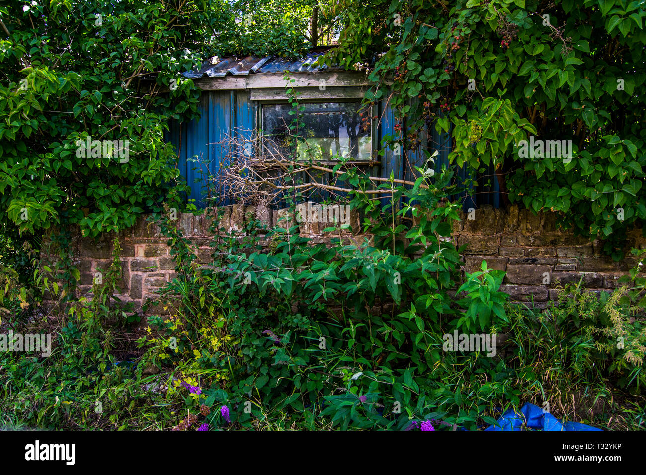old abandoned shed in overgrown greenery Stock Photo