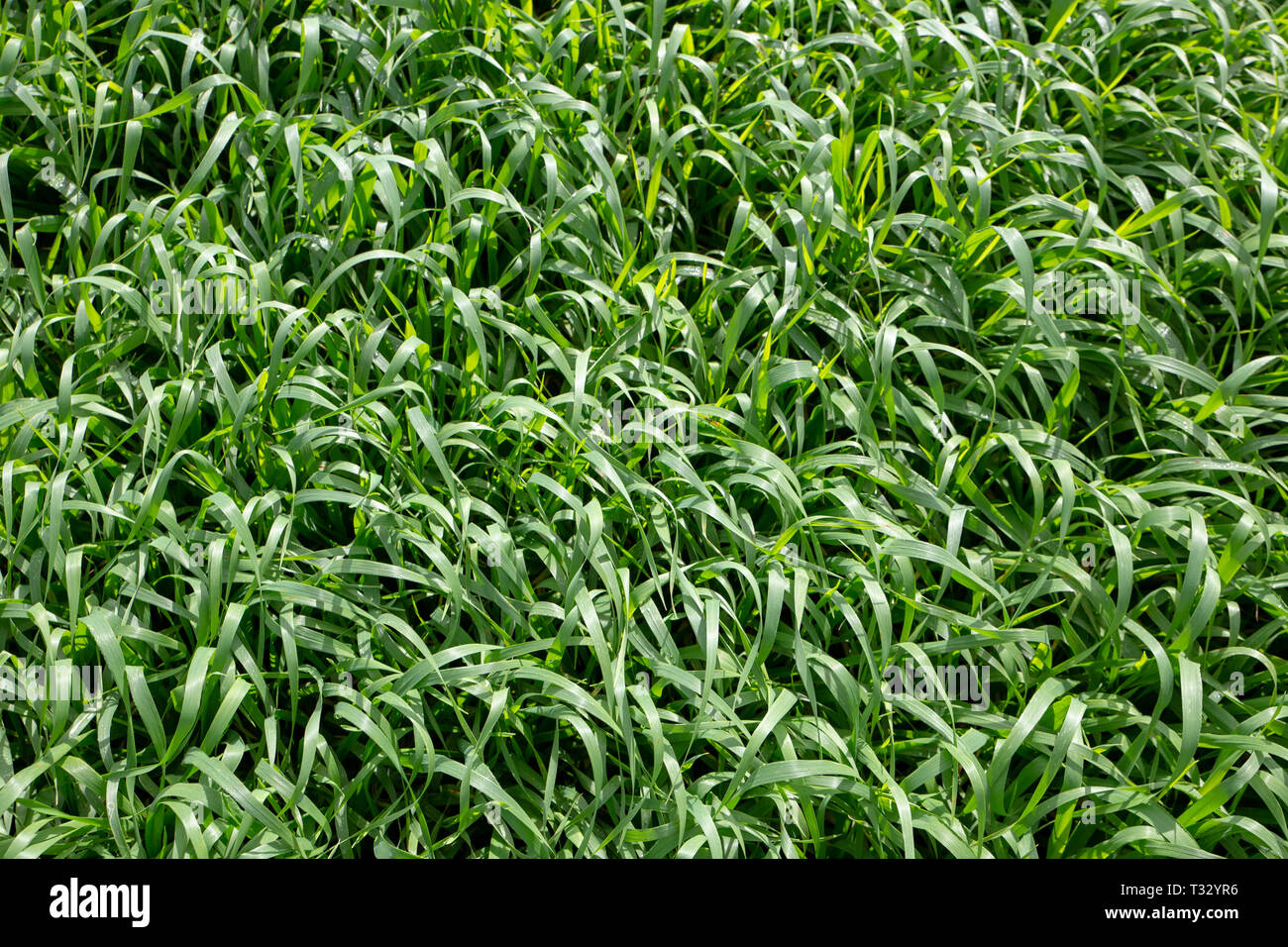 Barley (Hordeum vulgare L.) is a major cereal crop primarily grown for its grain, but it also yields valuable forage that can be grazed, cut for hay o Stock Photo