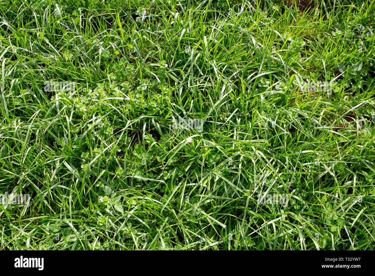 Tall fescue is a highly productive and persistent grass that is easy to manage, excellent insect and drought tolerance and persistence. Stock Photo