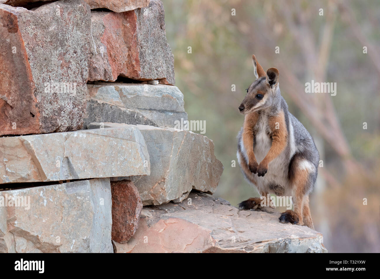 This is a curious and endangered Yellow footed rock wallaby. Arkaroola, SA, Australia. Stock Photo