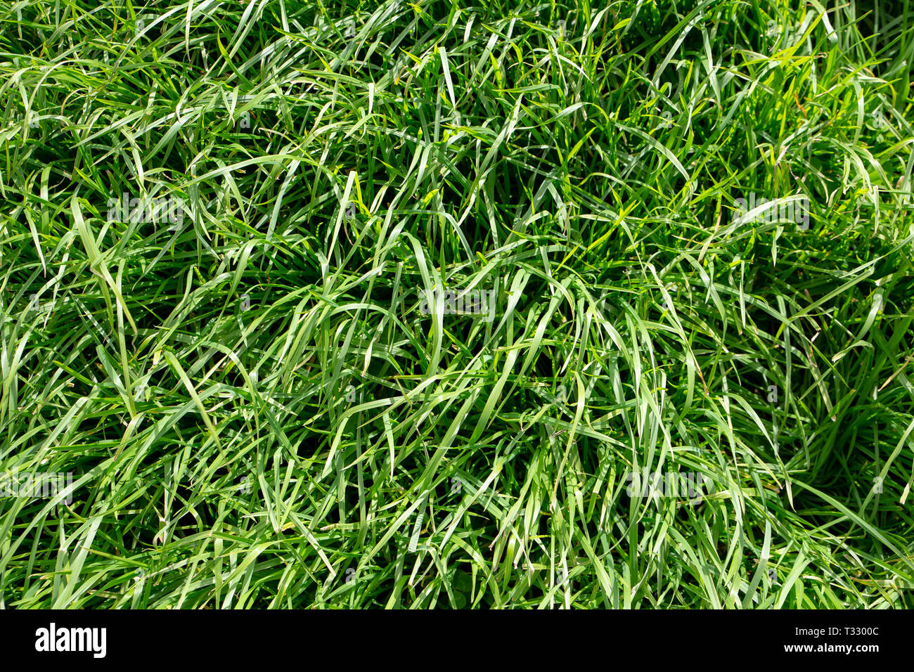 Cocksfoot grass is a very persistent perennial grass that tolerates dry