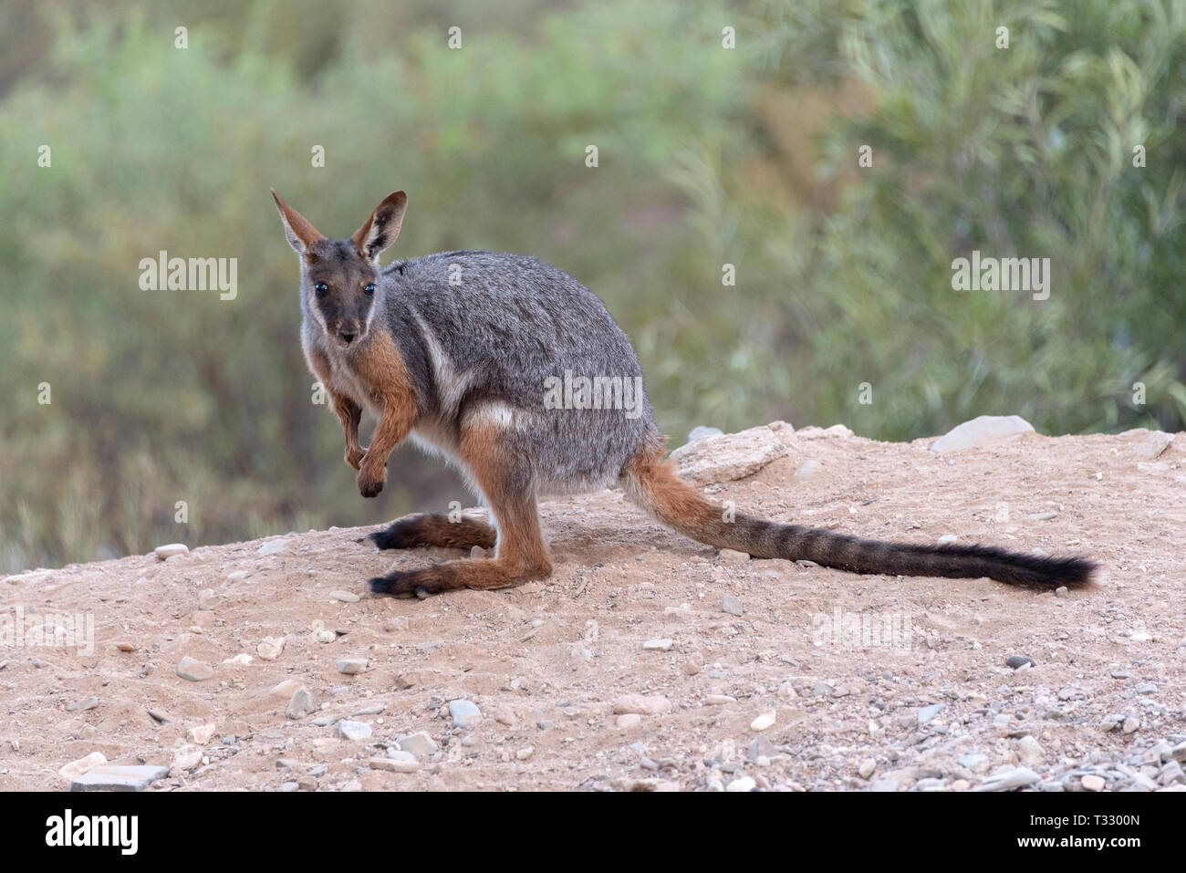 Yellow footed rock wallaby and his stripy tail. Arkaroola, SA, Australia. Stock Photo