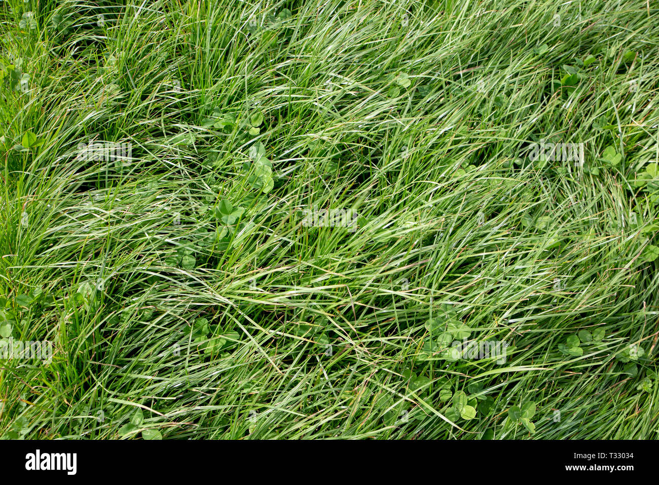 Perennial ryegrass and large leafed white clover grown by farmers for pasture, hay and stock feed in New Zealand Stock Photo