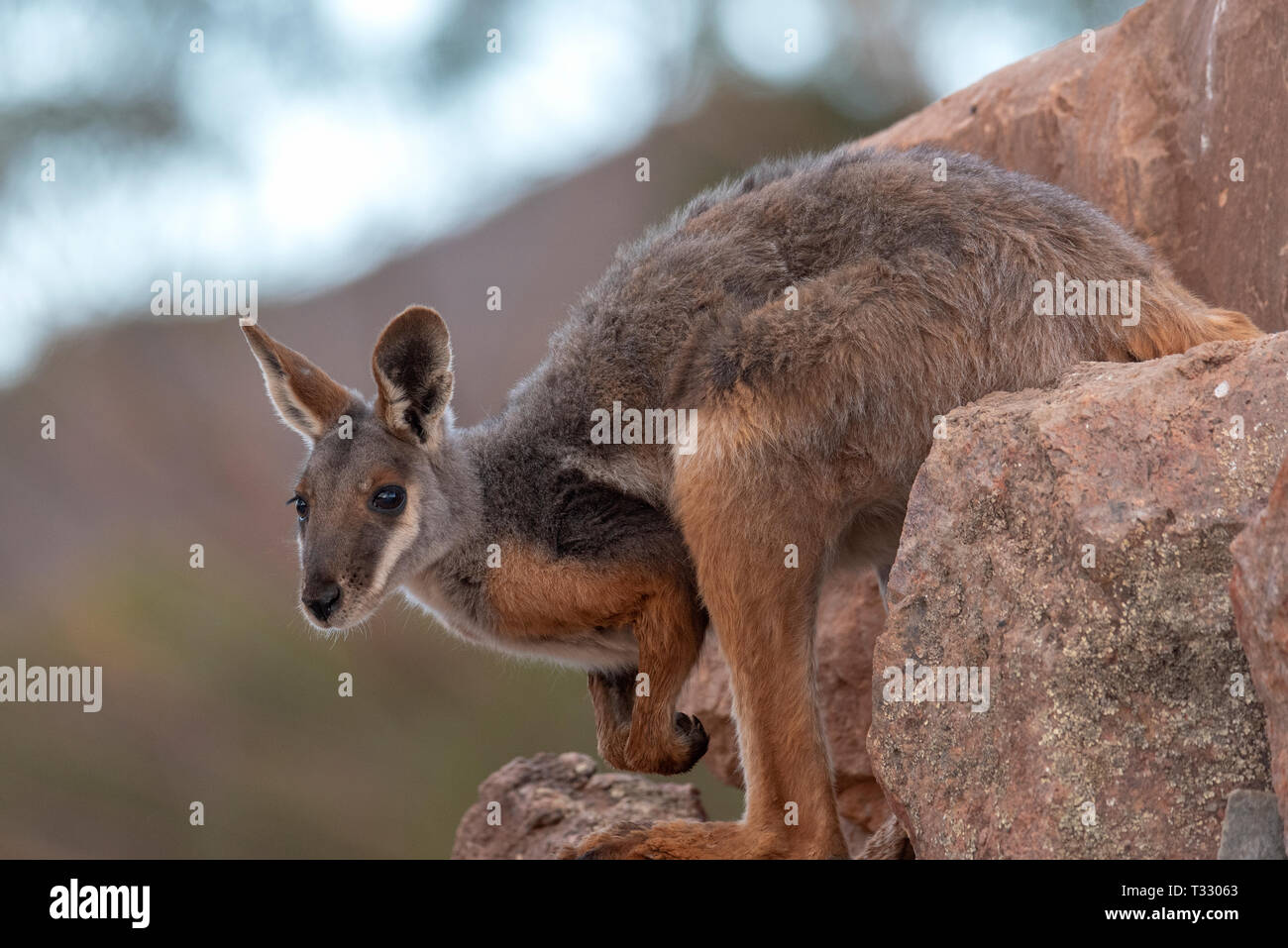 Yellow footed rock wallaby, crouching down. Arkaroola, SA, Australia. Stock Photo