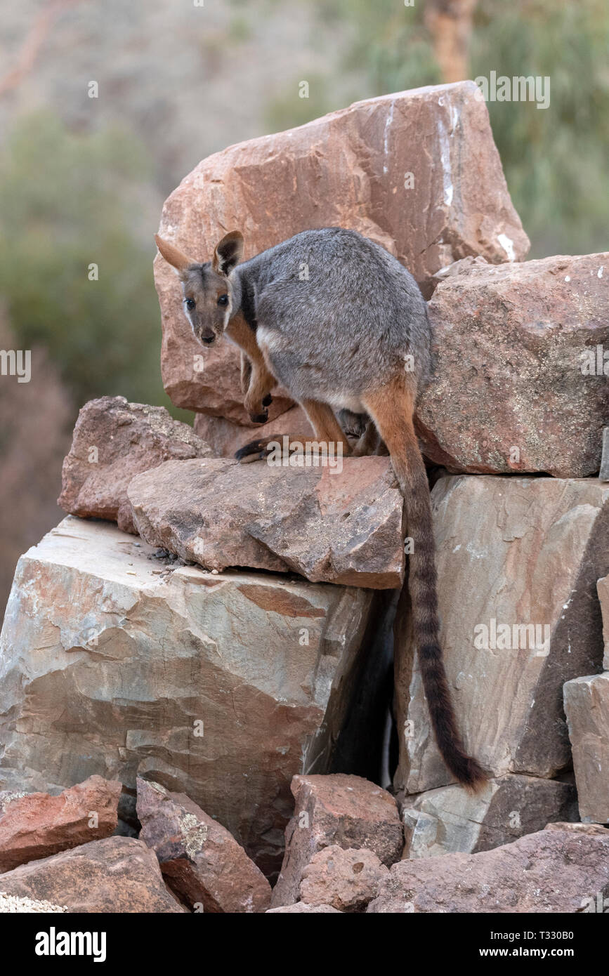 Yellow footed rock wallaby on rocks, Arkaroola, SA, Australia. Stock Photo
