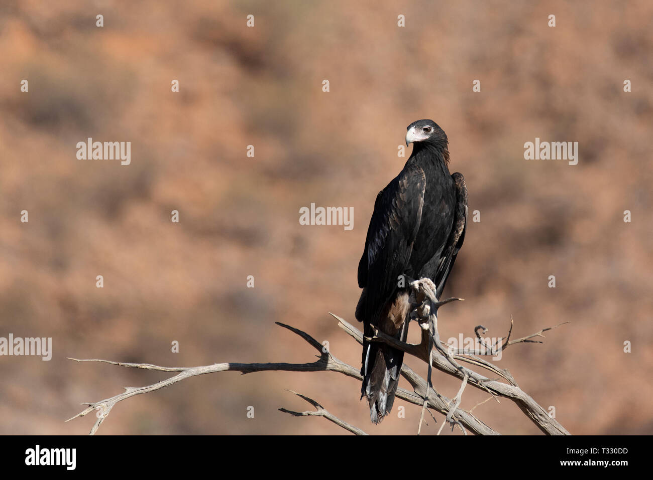 Wedge tailed eagle, Gammon ranges,SA, Australia Stock Photo