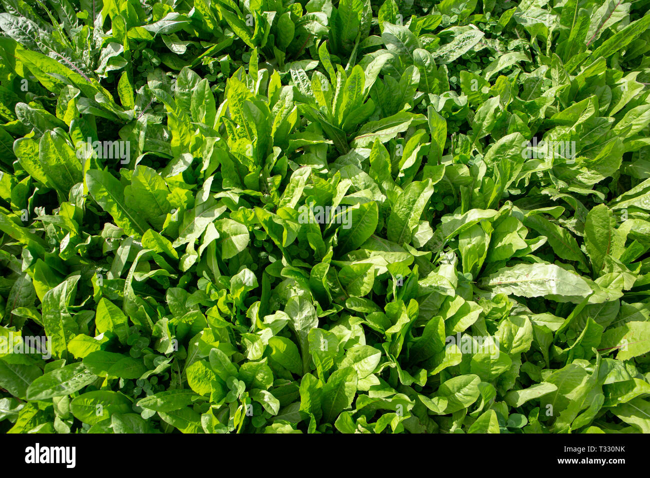 Chicory and clover grown as a pasture crop for dairy cow nutrition Stock Photo