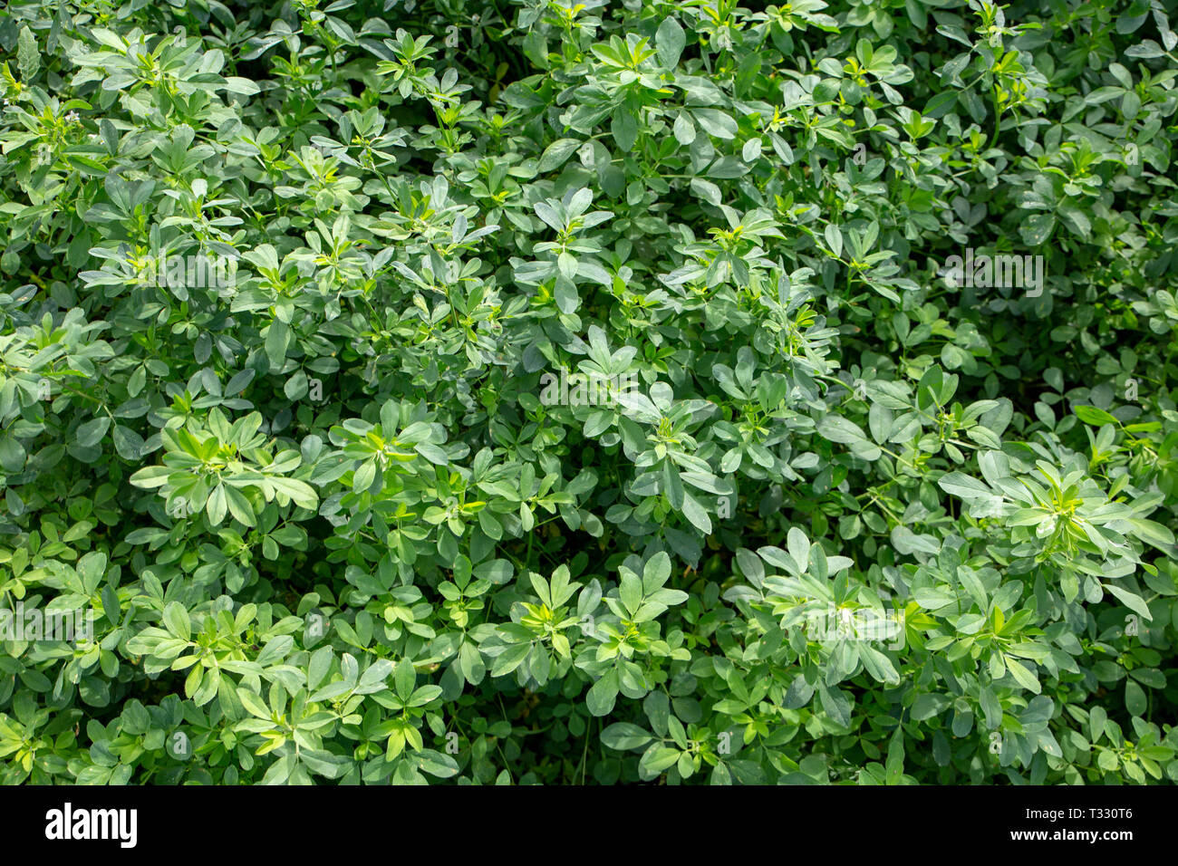Lucerne is a perennial pasture legume grown by farmers as it is a quality stock feed Stock Photo