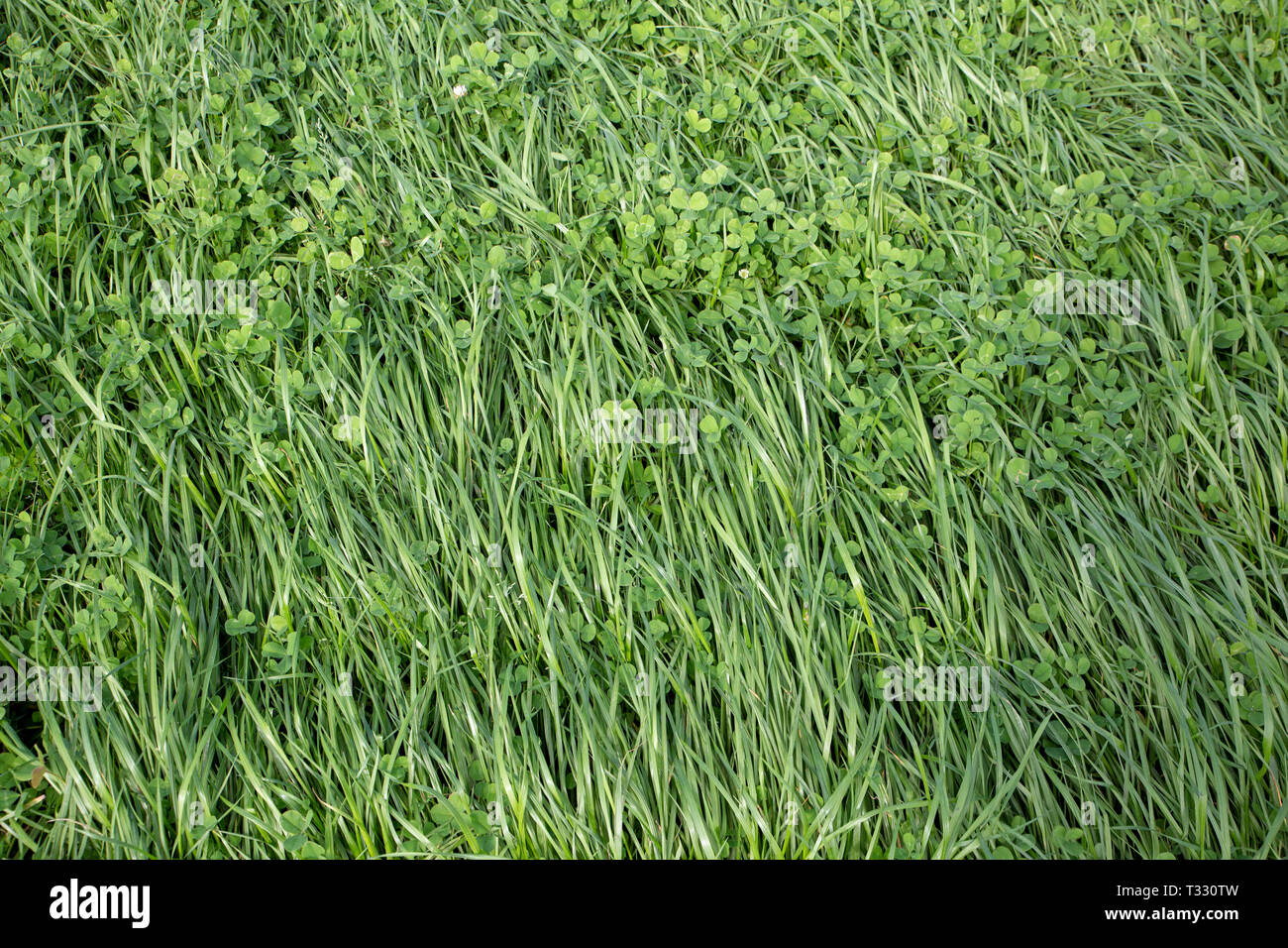 Annual ryegrass and clover grown in a rural field for stock food and hay Stock Photo