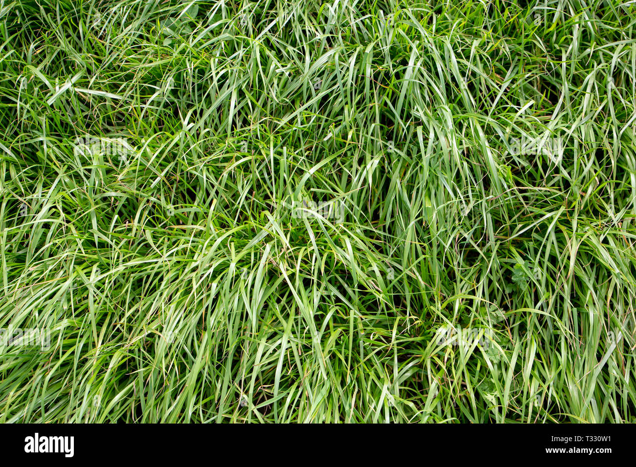 Lush, fast-growing diploid Italian ryegrass grown by farmers for nutritious rural stock feed and silage Stock Photo