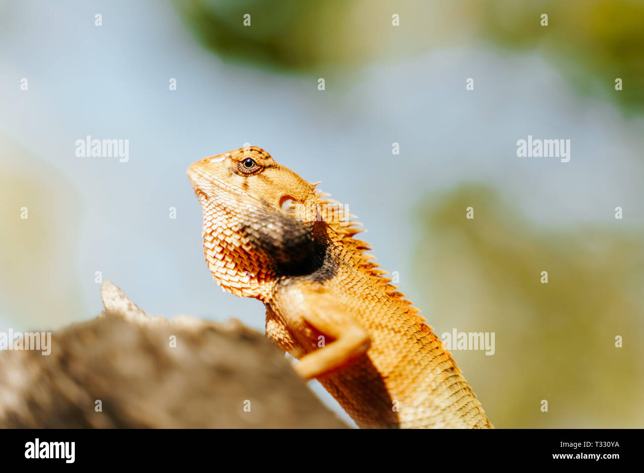 Lizard calotes versicolor sunbathing on the branch of a tree in Koh Tao, Thailand Stock Photo