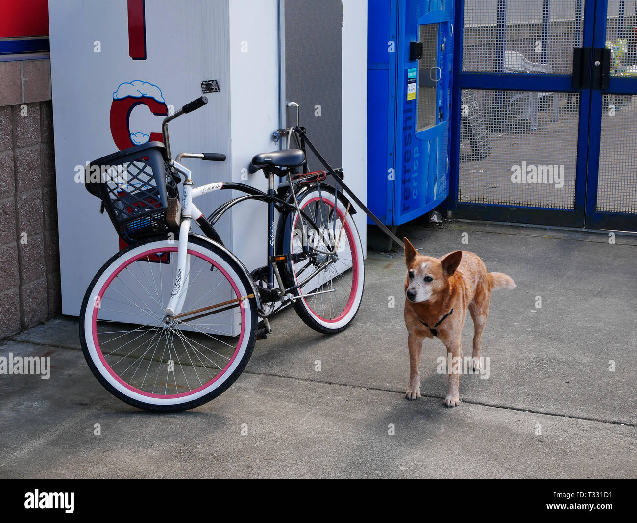 A bicycle and a dog on a sidewalk at a store. Stock Photo