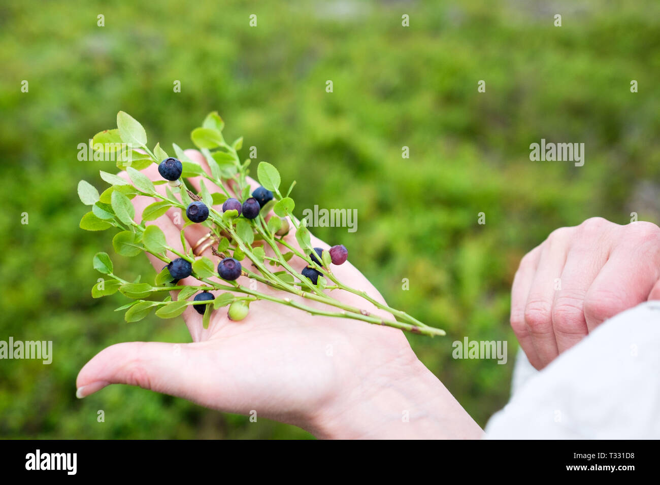 Foraging for wild blueberries in Sweden. Stock Photo