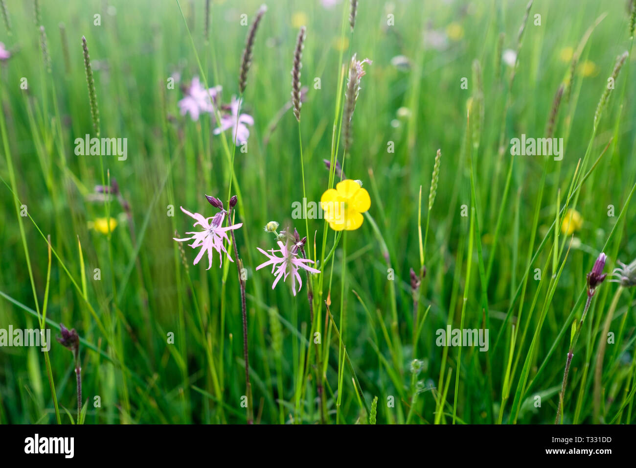 Ragged Robin and buttercup wildflowers at Hannah's Meadow in County Durham. g Stock Photo