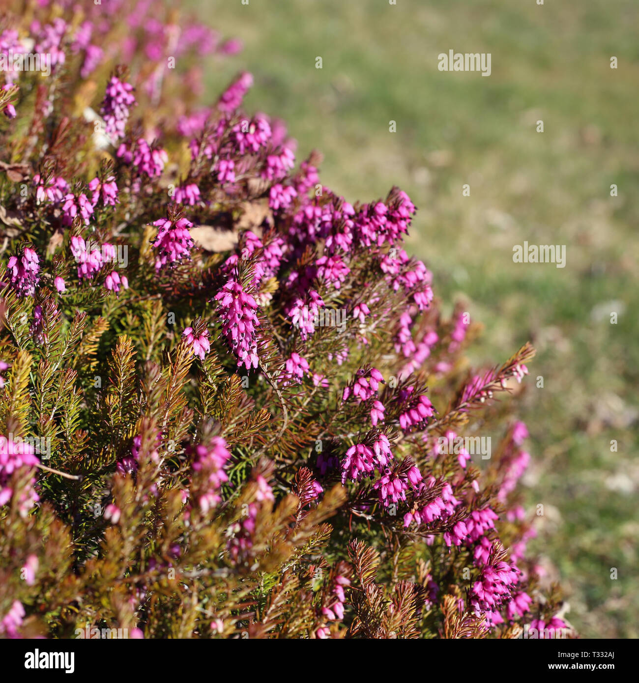 Pink lavender hi-res stock photography and images - Alamy