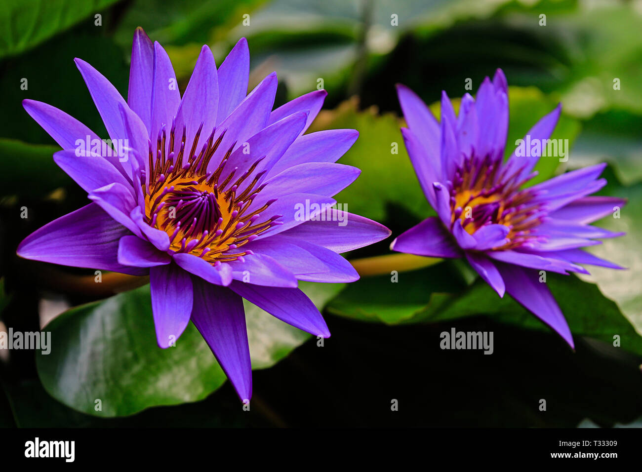 2 blossoms of an exotic water lily purple colored Stock Photo - Alamy