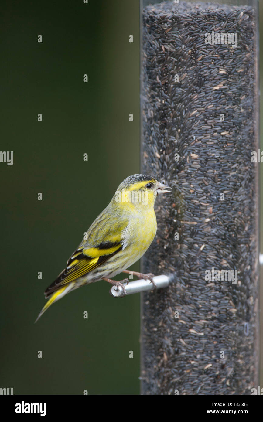 Siskin, Carduelis spinus, single adult male feeding on niger feeder. Taken March. Arundel, West Sussex, UK. Stock Photo