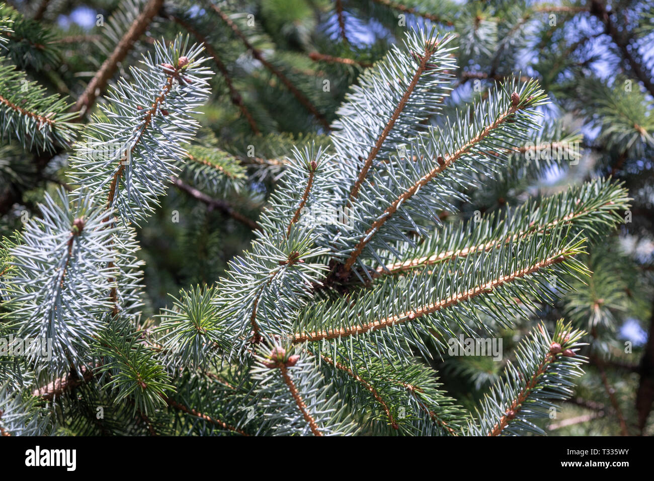 Blue spruce detail. Picea pungens Stock Photo