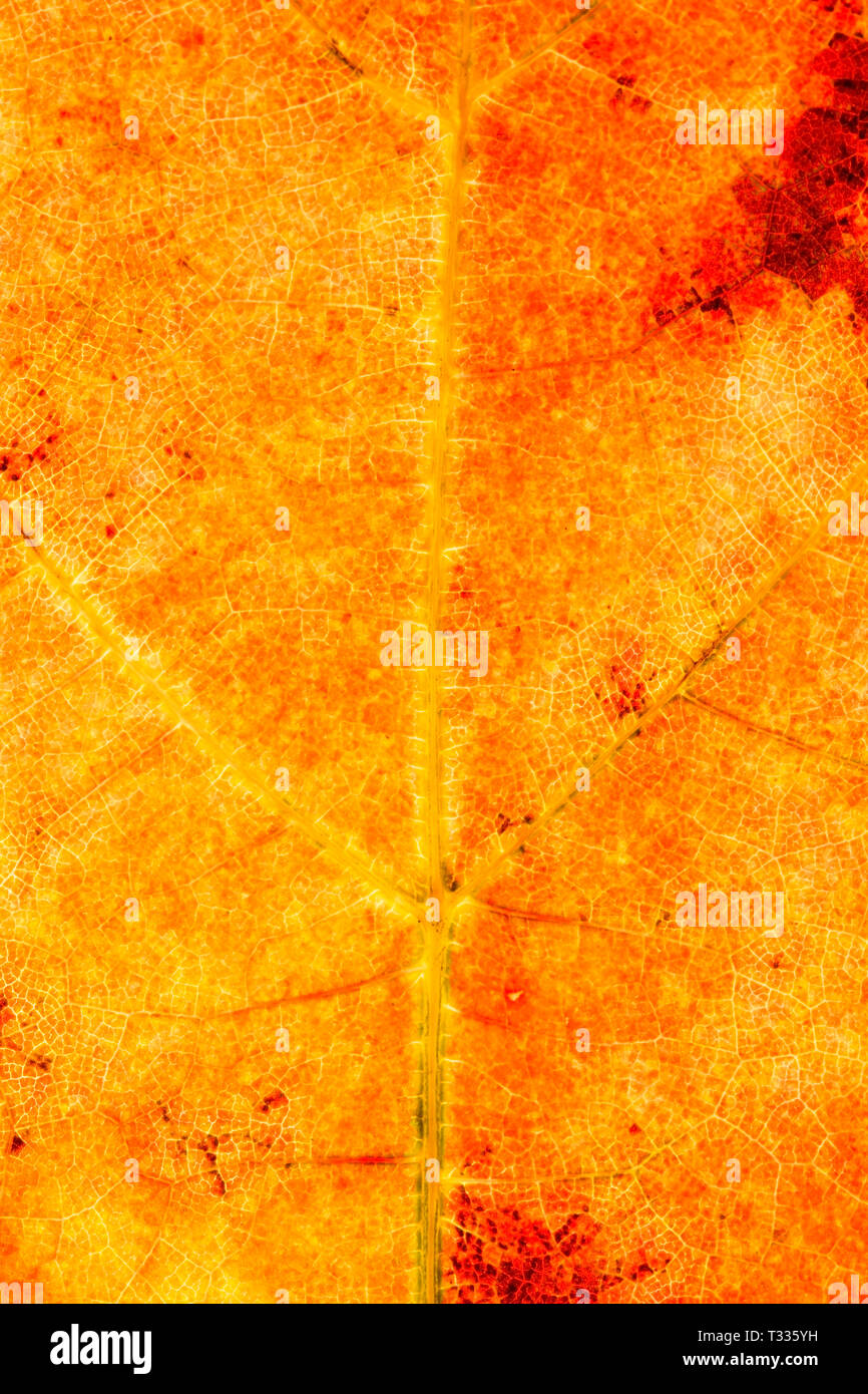 Rough leaf texture hi-res stock photography and images - Alamy
