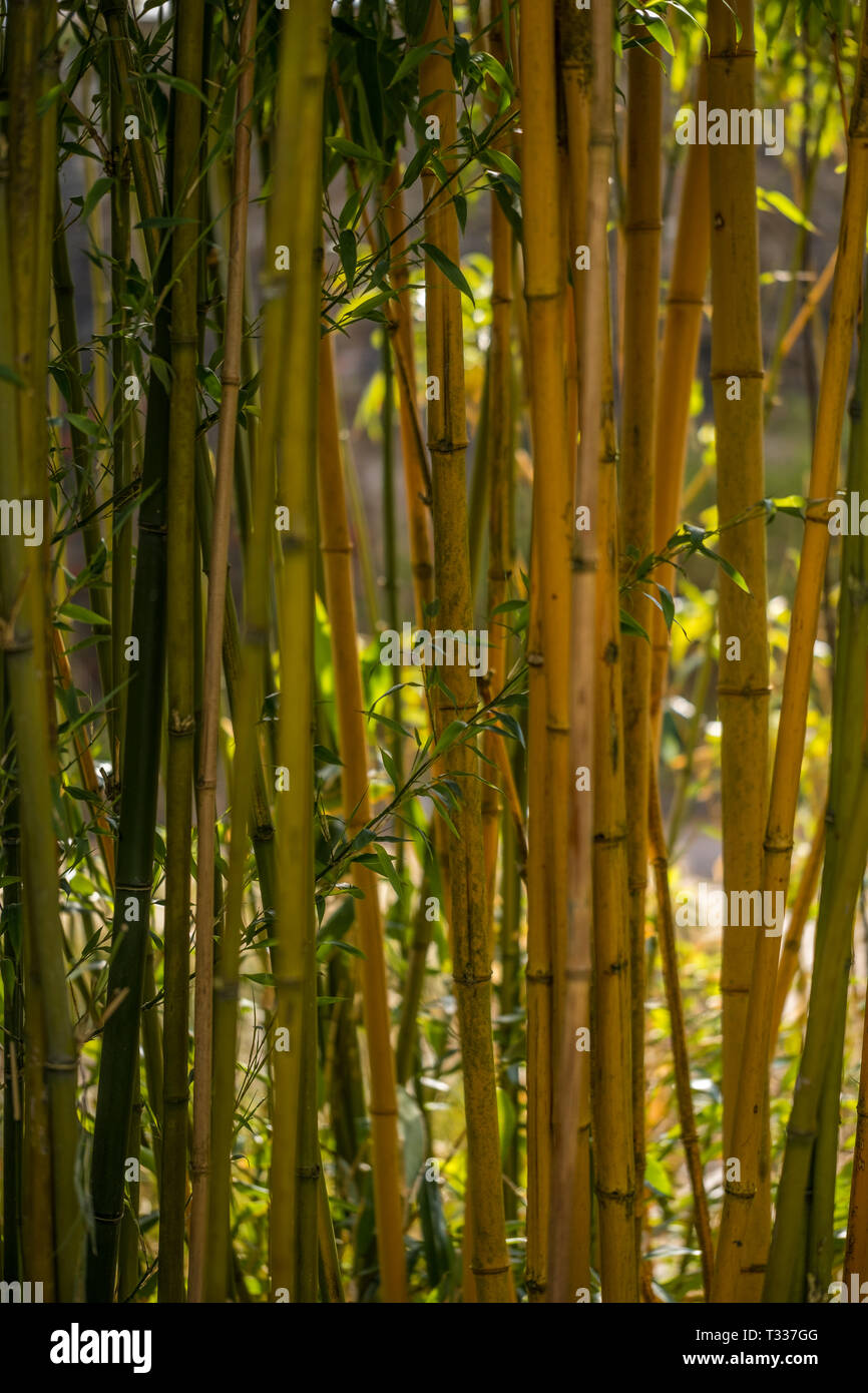 Bamboo leaves closeup hires stock photography and images Alamy