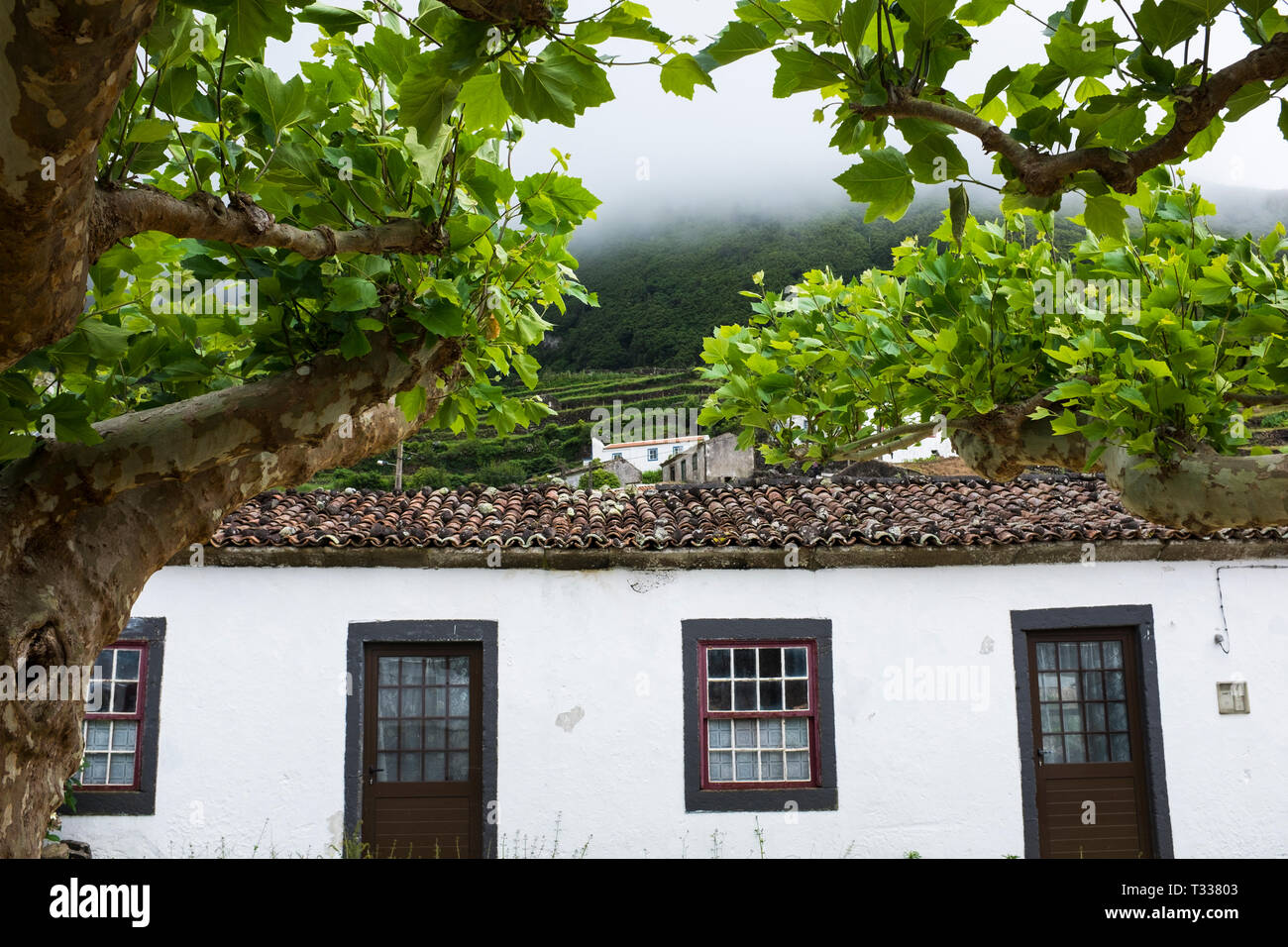 Tree and house at Fajãzinha. Flores, Azores, Portugal Stock Photo Alamy