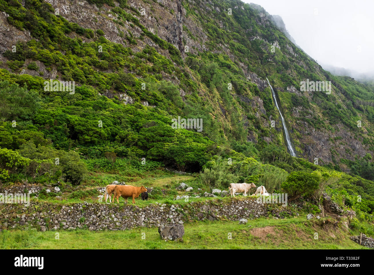 Cows grazing in a green field at Flores. Azores, Portugal Stock Photo ...