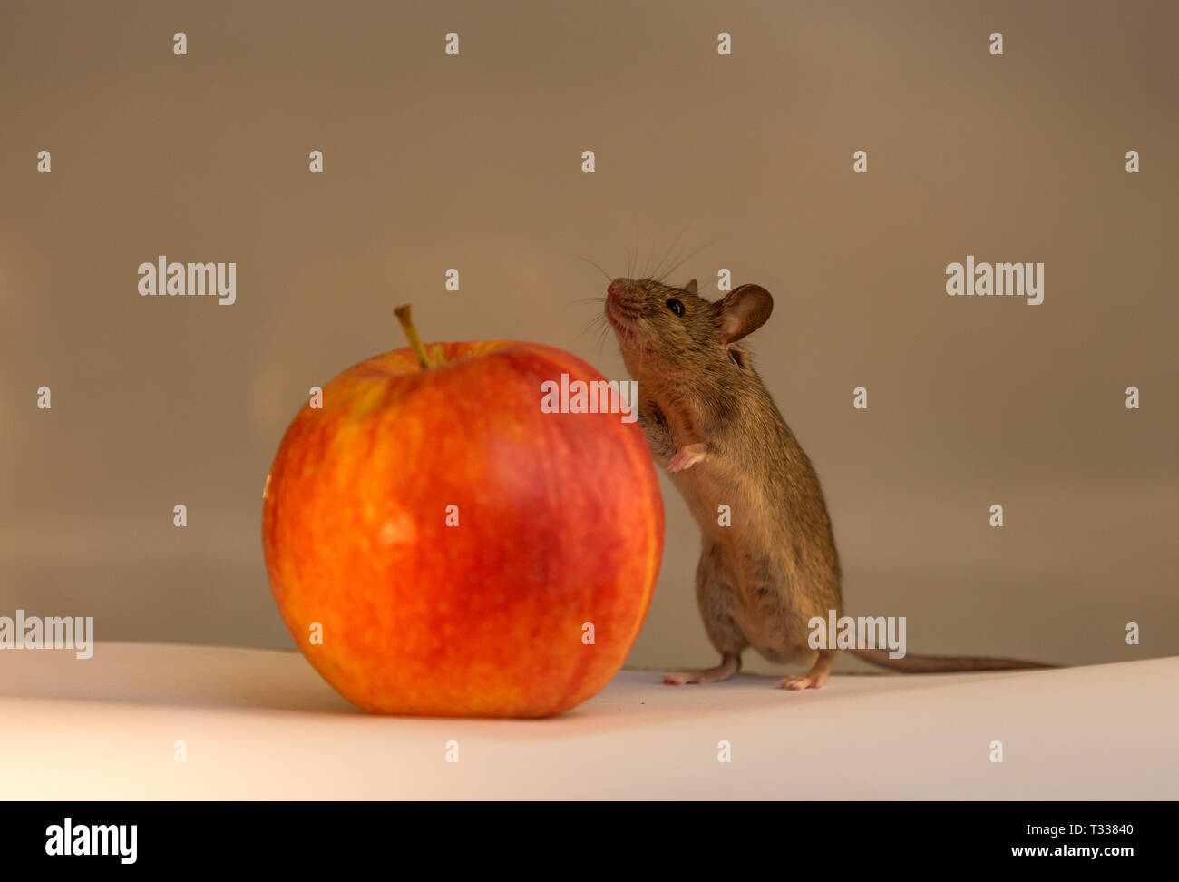 Red squirrel is eating an apple hires stock photography and images Alamy