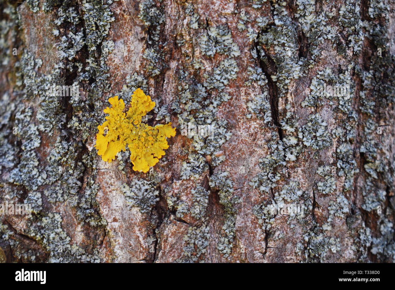 Tree bark texture with yellow moss closeup. Bright yellow mold growing